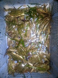 初体験(*´ω｀*) 2015/06/14 23:45:33