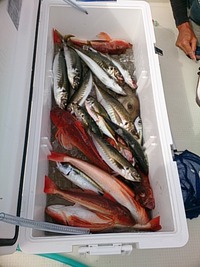 青鬼ガイドでの釣果！ 2014/09/03 15:02:37