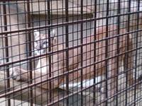 ネコちゃん。 2015/01/10 12:05:50