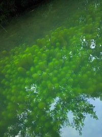 繁茂