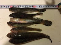 釣れたのは魚じゃない