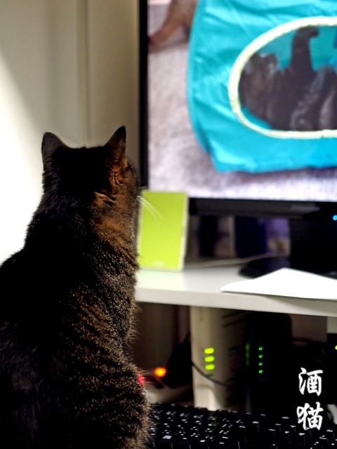 テレビっ子（猫）