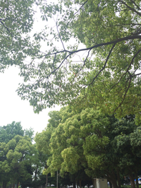 新緑から梅雨の始まり