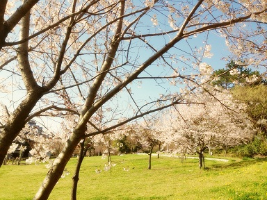 flower & green | 朝の桜はキラキラ。in 四ツ池公園