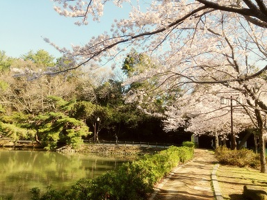 flower & green | 朝の桜はキラキラ。in 四ツ池公園