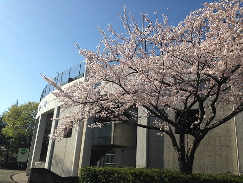 flower & green | 朝の桜はキラキラ。in 四ツ池公園