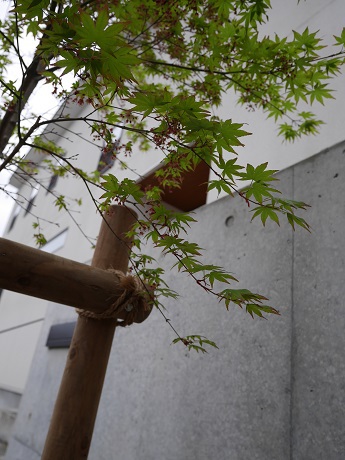 北区・庭工事～まとめ。新井園芸さん