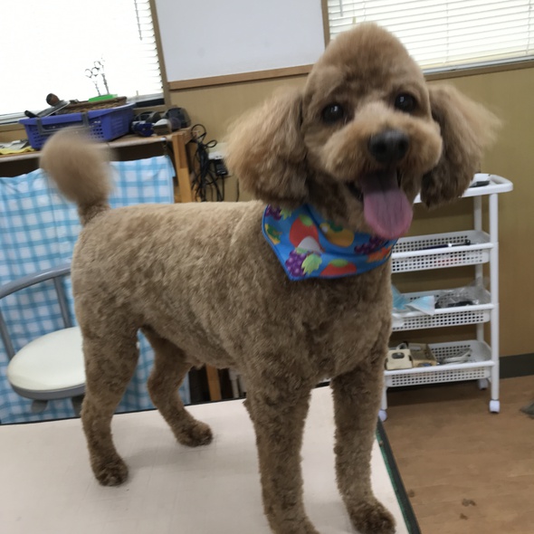 ドンくん L Pet Salon Youのきままにブログ