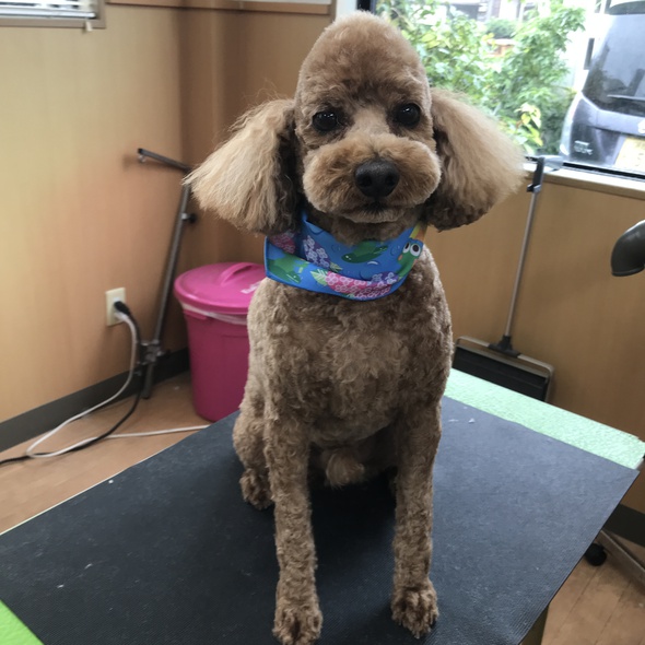 ドンくん L Pet Salon Youのきままにブログ