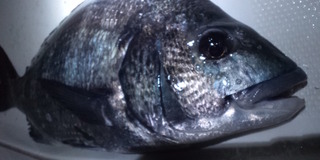 秋の引っ越し？