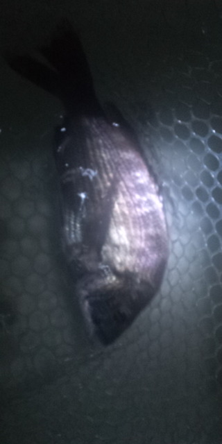 釣るまで帰らん