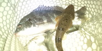 一匹に一喜一憂 2012/10/10 21:19:44