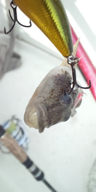 日替わりの浜名湖
