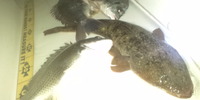 理想の水ヨレの中には・・ 2012/10/22 00:52:55