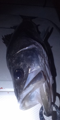 流れに乗ってきました 2012/11/03 21:11:15