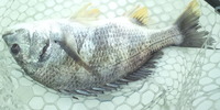 今日の浜名湖 2012/12/09 15:27:27