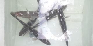 雪鱸