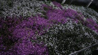 癒し効果