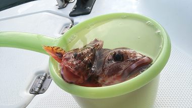 湖内調査