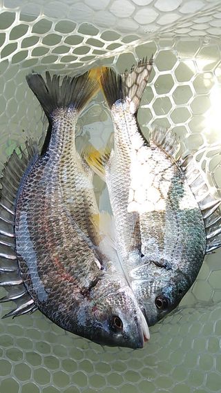 沖のち湖内