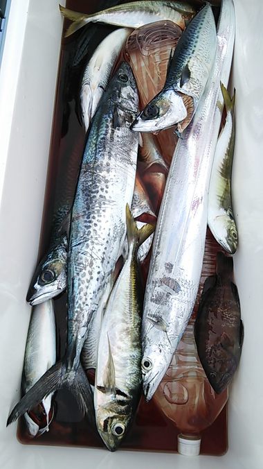 釣り日和