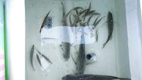 浜名湖のアジ 2013/06/24 14:44:05