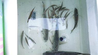 浜名湖のアジ