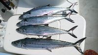 サワラ 爆　（未遂 2013/07/02 00:39:56