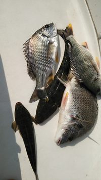 浜名鯛 2013/08/08 01:28:59
