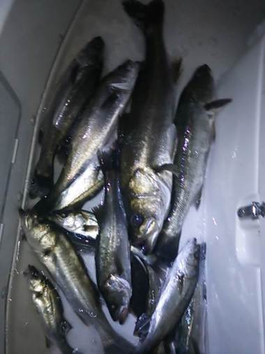 シーバス７０×２