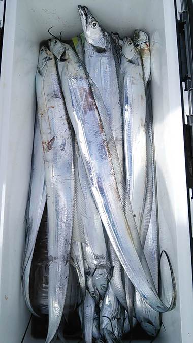 冬　太刀魚