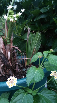 フェニックス 2014/08/12 22:22:05