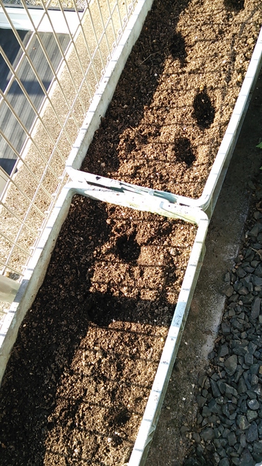 きつねの足跡