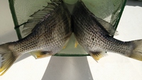 キビレが釣れました!! 2015/04/23 16:50:32