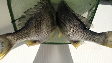 キビレが釣れました!!