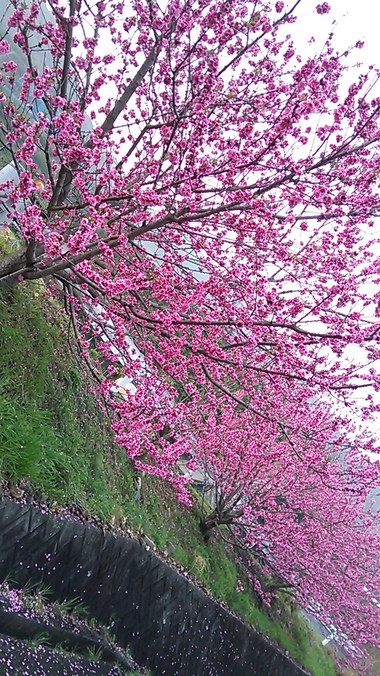 みかんの木30本