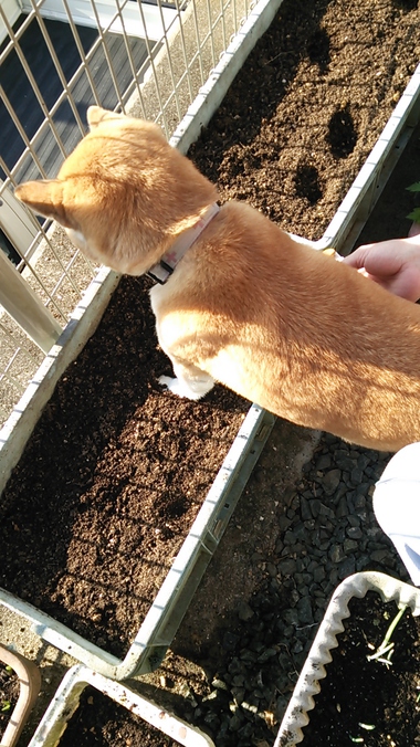 きつねの足跡