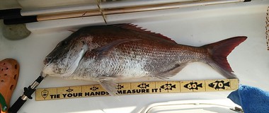 鯛爆  ハチマル