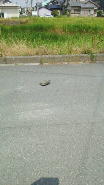 ウォーキングスポット♪