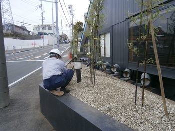 クロチクの植栽。