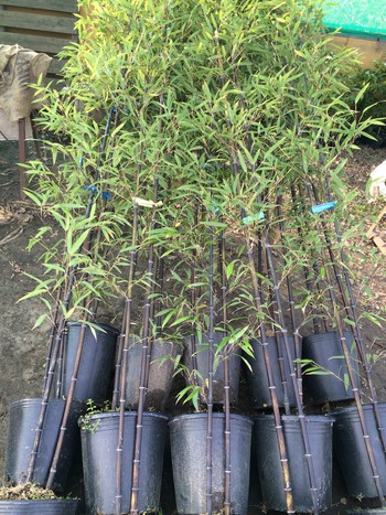 クロチクの植栽。