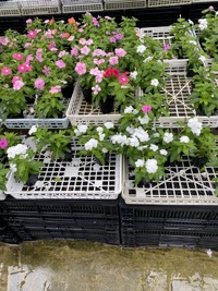 花の仕入れ　日々草　マリーゴールド