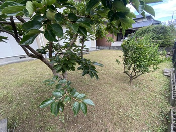 個人邸管理　草刈り