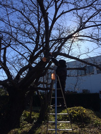 お花見前に。