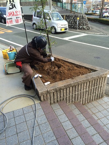 クロチクの植栽。