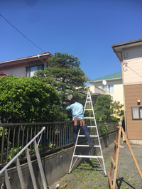 松の芽摘み！
