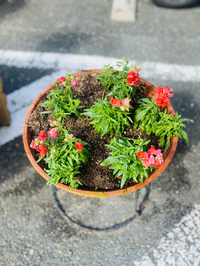 プランター　苗の植え替え