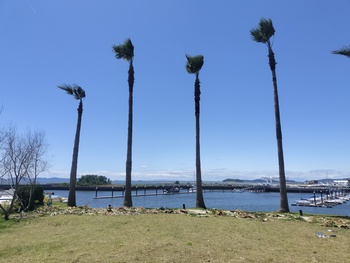 ヤシの高木剪定✨