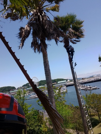 ヤシの高木剪定✨