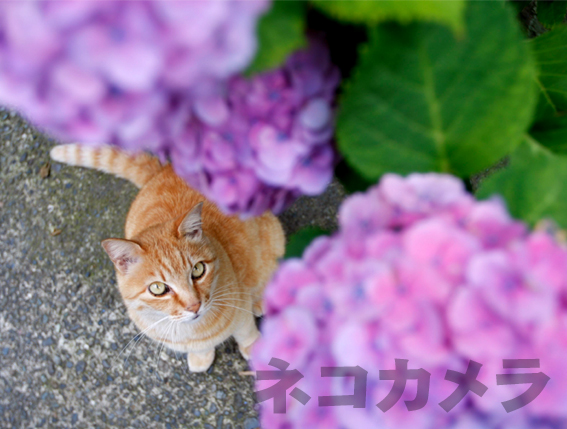 紫陽花を